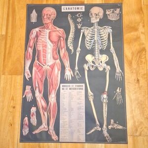 Cavallini L'anatomie Muscles and Tendons chart